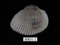 藏品(大毛蚶)的圖片